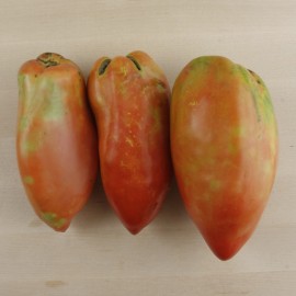 Tomàquet colló de frare ecològic